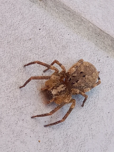 Zoropsis spinimana - tüskéskezű álfarkaspók