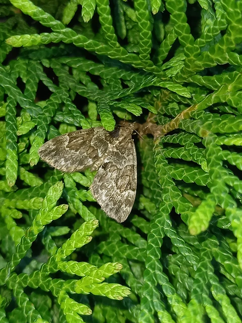 Thera variata/britannica