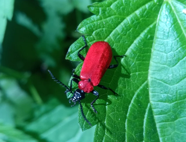 Pyrochroa coccinea - nagy bíborbogár