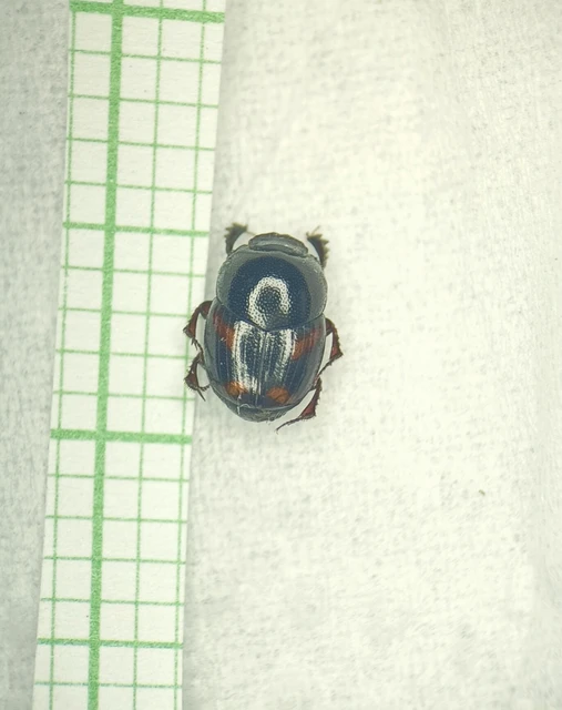 Caccobius schreberi - lakkfényű trágyatúró