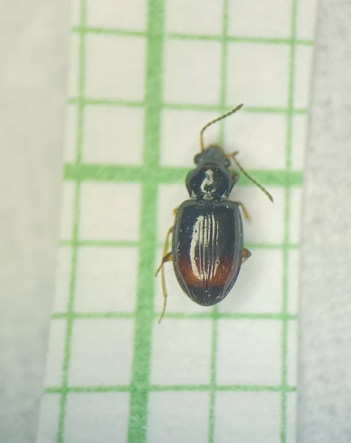 Carabidae - futóbogárfélék