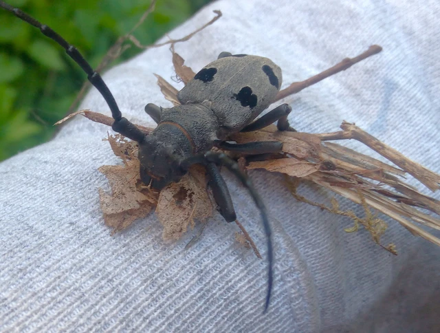 Morimus asper funereus - gyászcincér