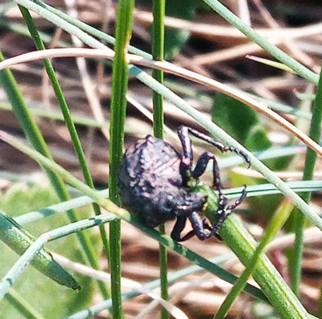 Brachycerus foveicollis - szögletes ragyásormányos