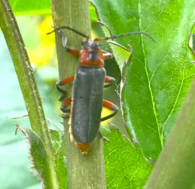 Cantharis rustica - suszterbogár