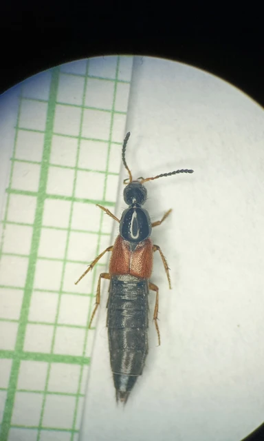 Philonthus rubripennis - sárgalábú ganajholyva