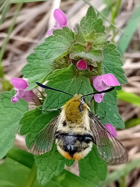 Hemaris tityus - pöszörszender Hemaris tityus - pöszörszender