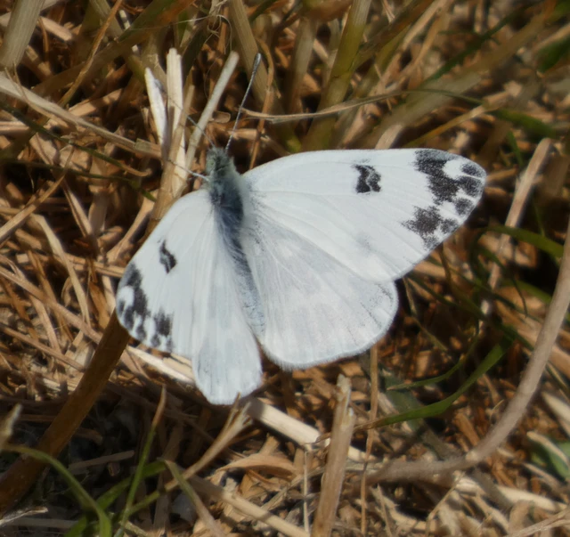 Pontia edusa - rezedalepke