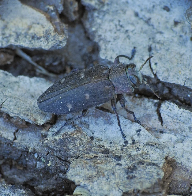 Chrysobothris affinis - aranypettyes díszbogár