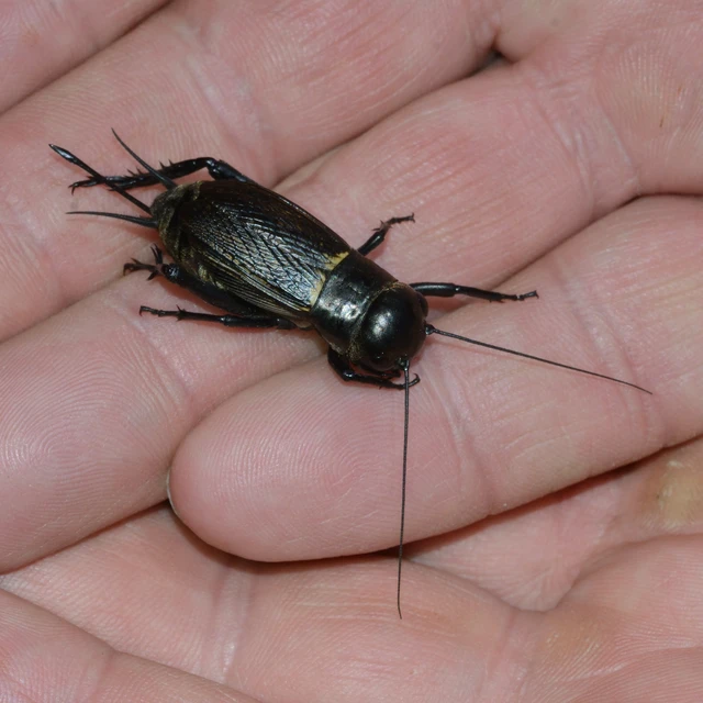 Gryllus campestris - mezei tücsök Gryllus campestris - mezei tücsök