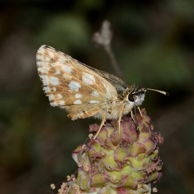 Spialia orbifer - törpe busalepke