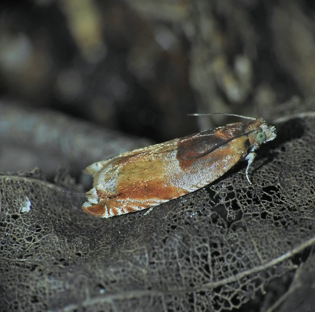 Microlepidoptera - Molylepkék