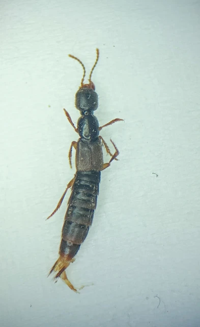Erichsonius cinerascens - hamuszínű ganajholyva Erichsonius cinerascens - hamuszínű ganajholyva