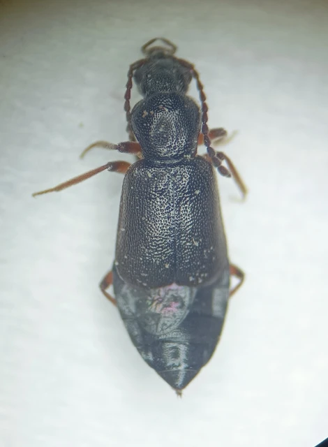 Lesteva longoelytrata - partfutó felemásholyva