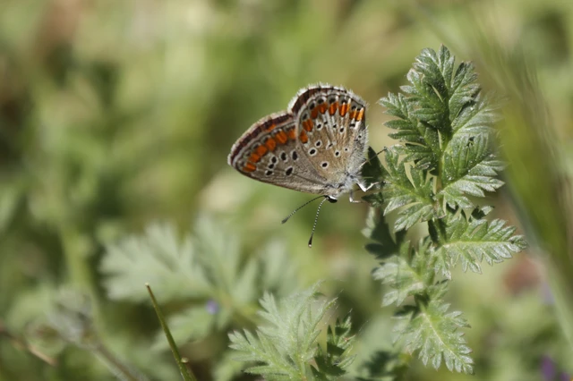 Aricia agestis - szerecsenboglárka