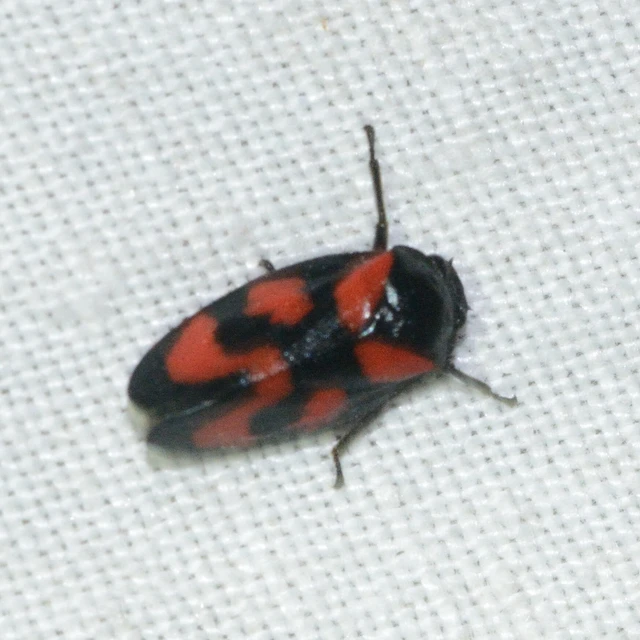 Cercopis vulnerata