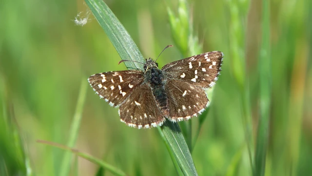 Pyrgus malvae - kis busalepke