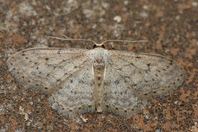 Idaea seriata - szürke apróaraszoló