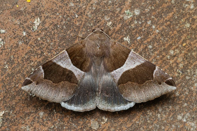 Dysgonia algira - déli porcelánbagoly