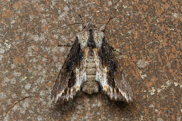 Egira conspicillaris - változékony szürkebagoly