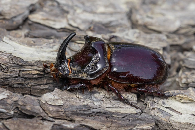 Oryctes nasicornis - orrszarvú bogár