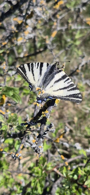 Iphiclides podalirius - kardoslepke