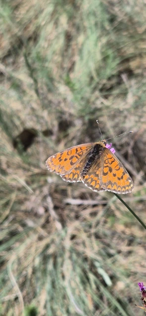 Melitaea trivia - kis tarkalepke