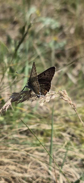 Lycaena tityrus - barna tűzlepke