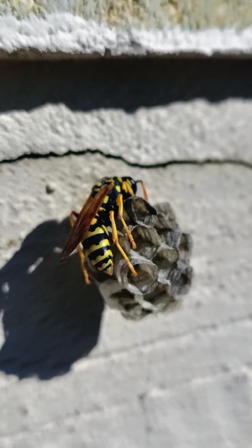 Polistes - papírdarazsak