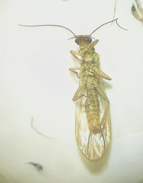Isoperla