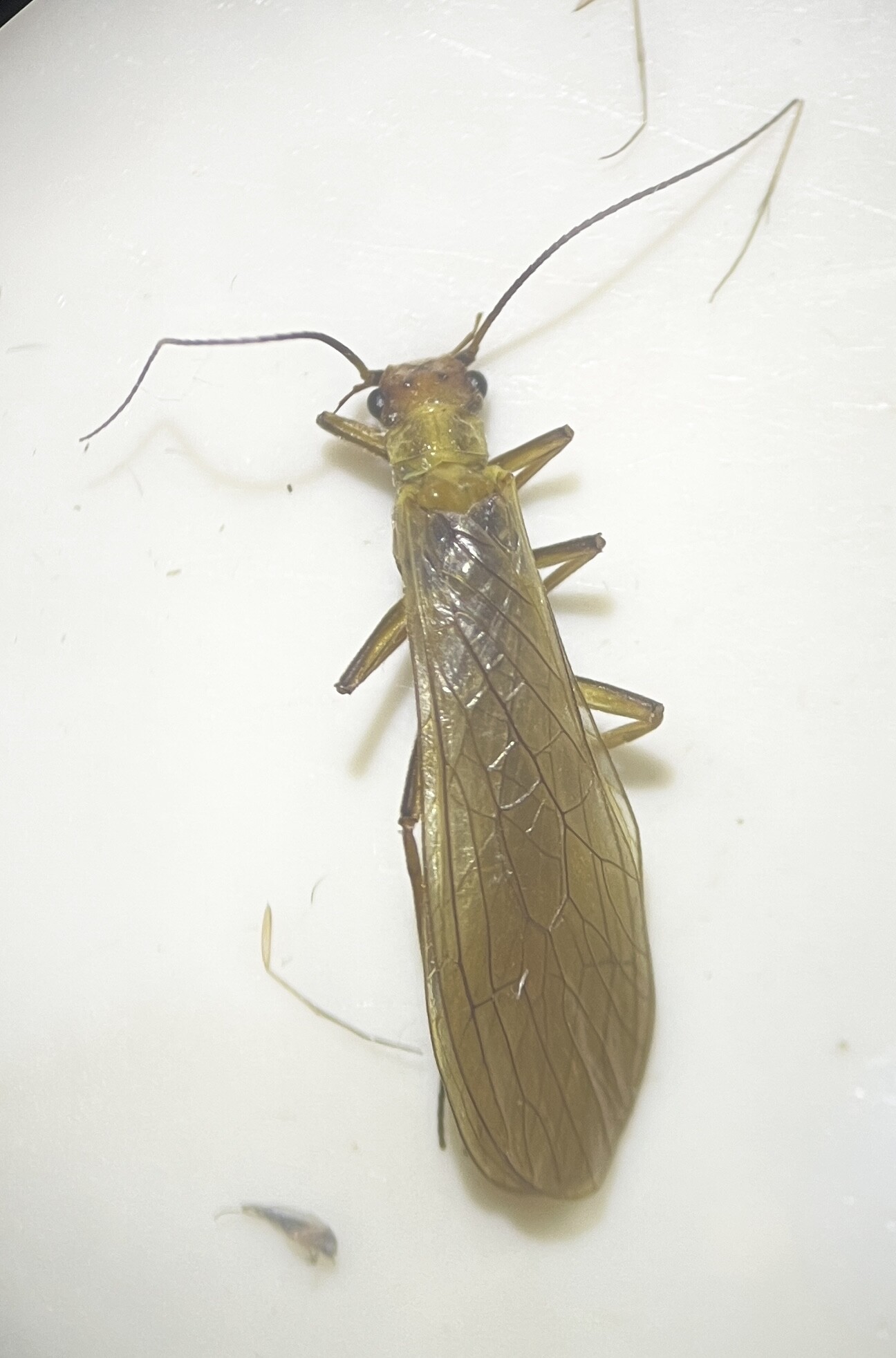 Isoperla