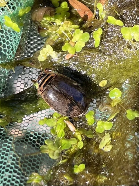 Dytiscidae - csíkbogárfélék