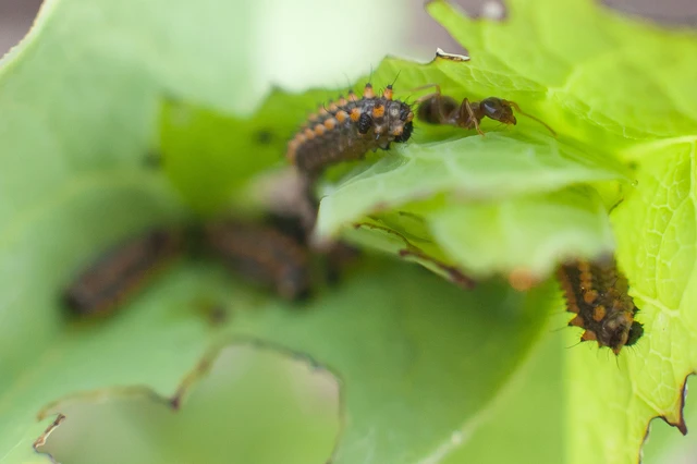 Zerynthia polyxena - farkasalmalepke