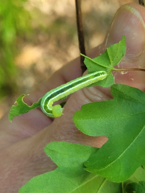 Ptilophora plumigera - tollas púposszövő