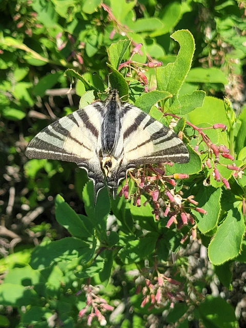 Iphiclides podalirius - kardoslepke
