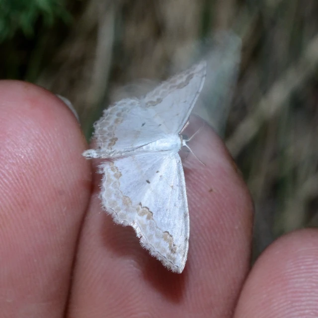 Scopula ornata - díszes fehéraraszoló