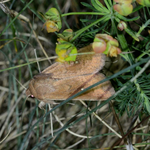 Mythimna albipuncta - fehérpettyes rétibagoly