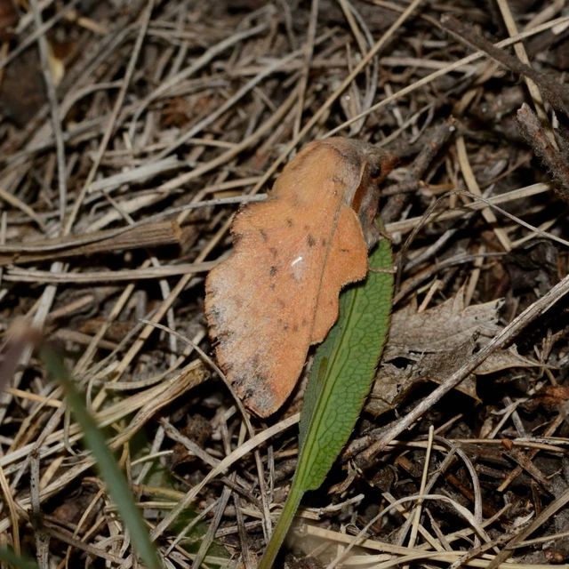 Phyllodesma tremulifolia - nyárlevélpohók