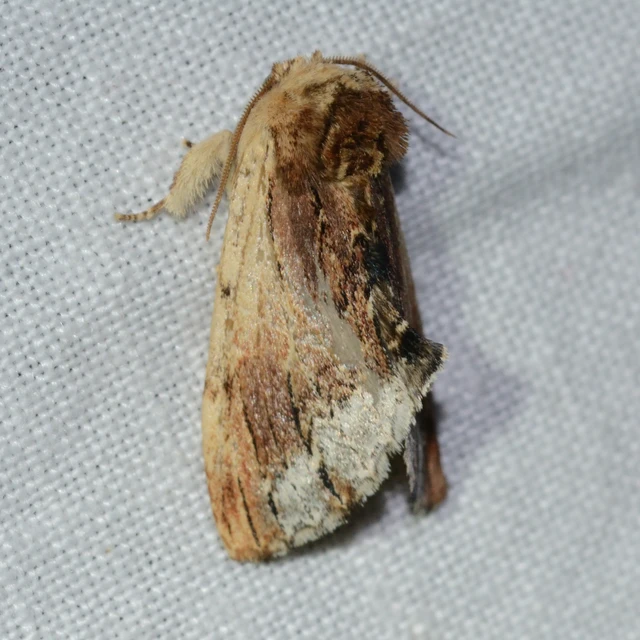 Ptilodon cucullina - csuklyás púposszövő