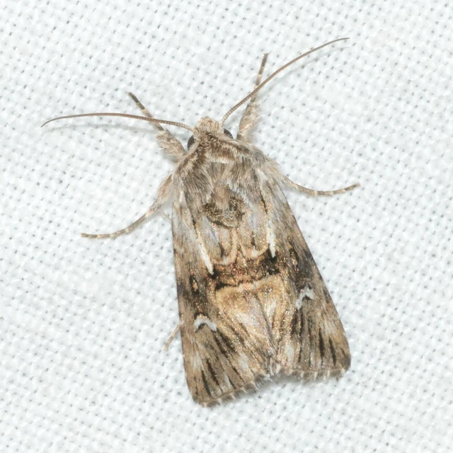 Calophasia lunula - gyújtoványfű-apróbagoly