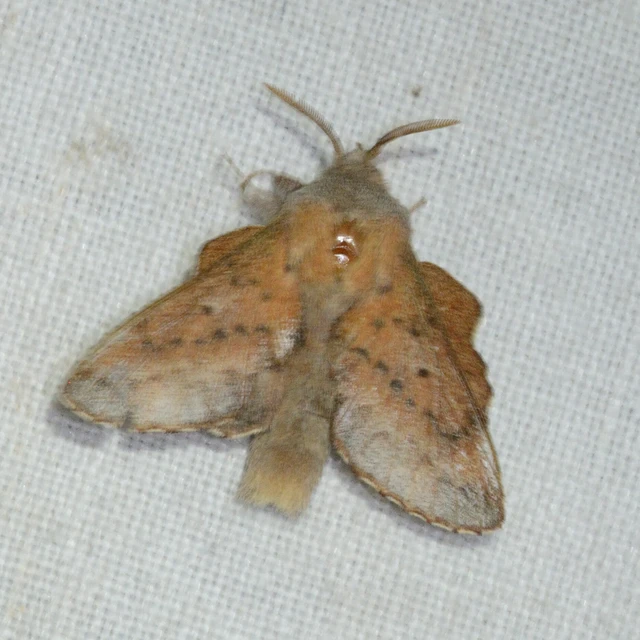 Phyllodesma tremulifolia - nyárlevélpohók