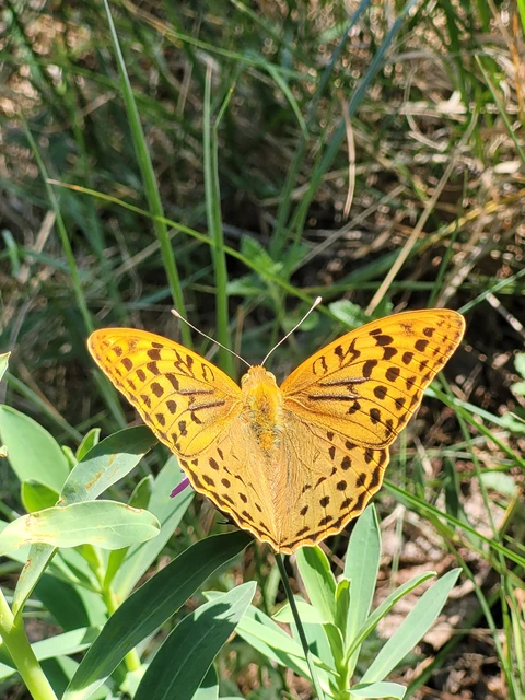 Argynnis pandora - zöldes gyöngyházlepke