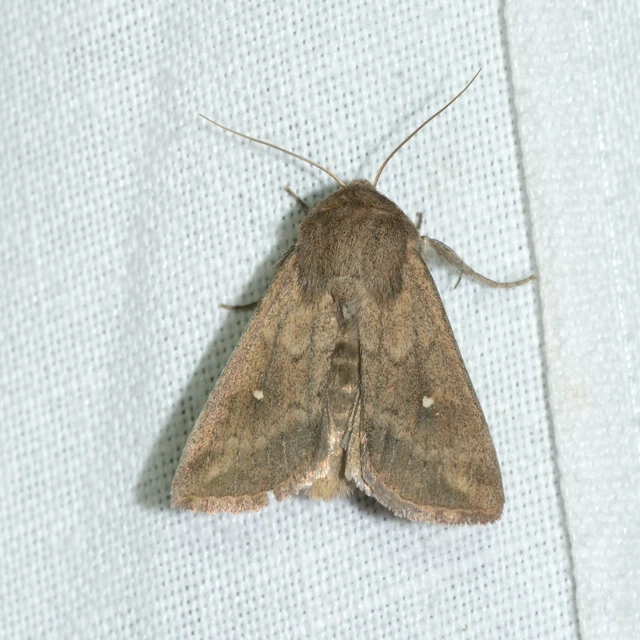 Mythimna albipuncta - fehérpettyes rétibagoly