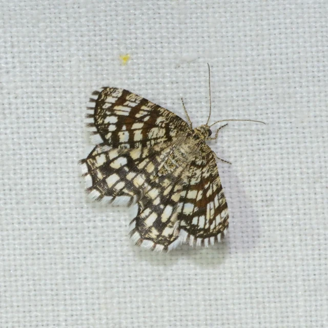 Chiasmia clathrata - rácsos rétiaraszoló