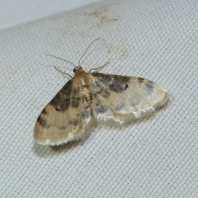 Idaea filicata - sötéttövű apróaraszoló
