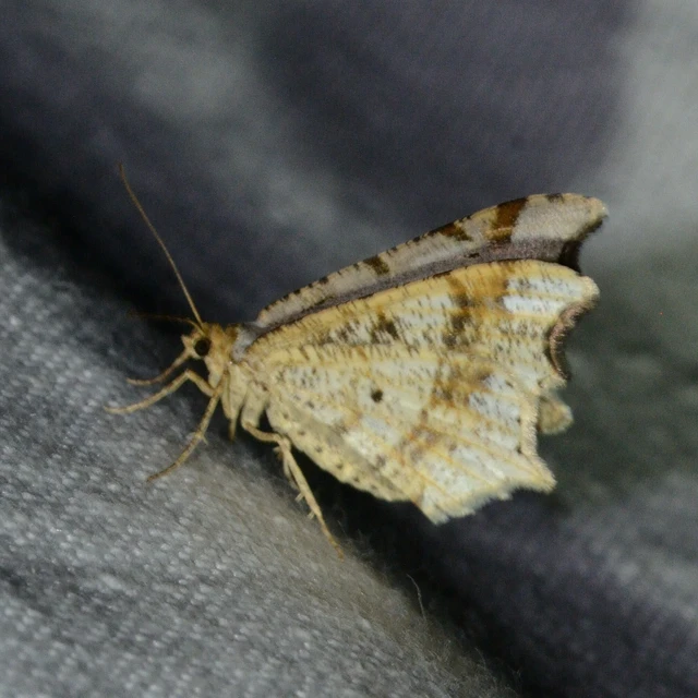 Macaria alternata - közönséges szürkearaszoló