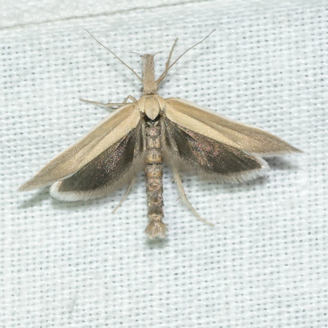 Pleurota marginella - barnasávos csíkosmoly