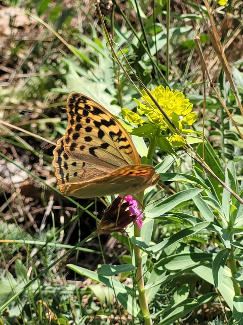 Argynnis pandora - zöldes gyöngyházlepke