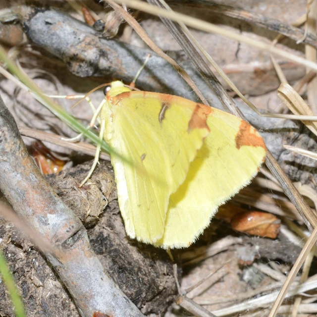Opisthograptis luteolata - citromsárga araszoló