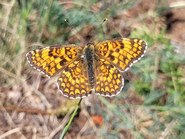 Melitaea phoebe - nagy tarkalepke