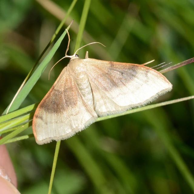 Idaea degeneraria - barnasávos araszoló